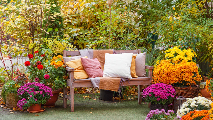 3 Recommended Plants to Add Instant Fall Color and Structure to Your Yard